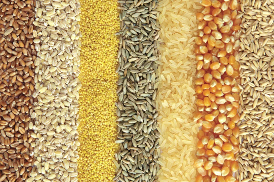 types of grains for energy recovery