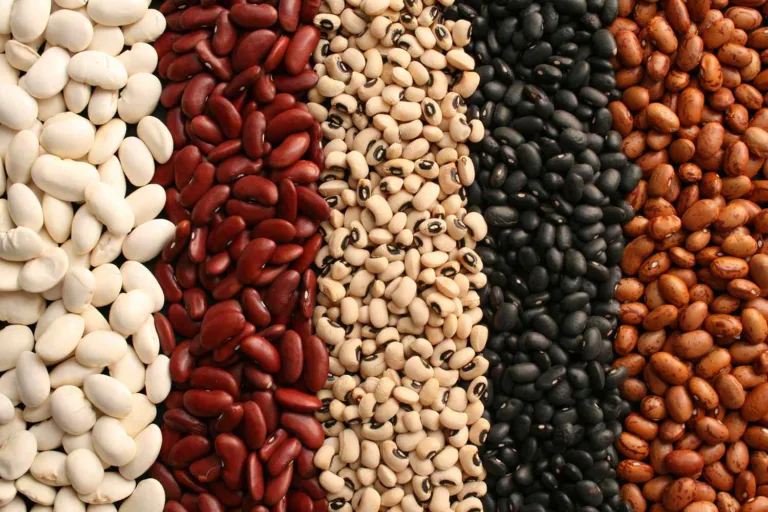 variety of beans for weight loss