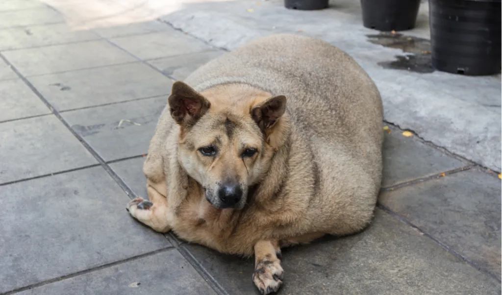 increased risked of dog obesity