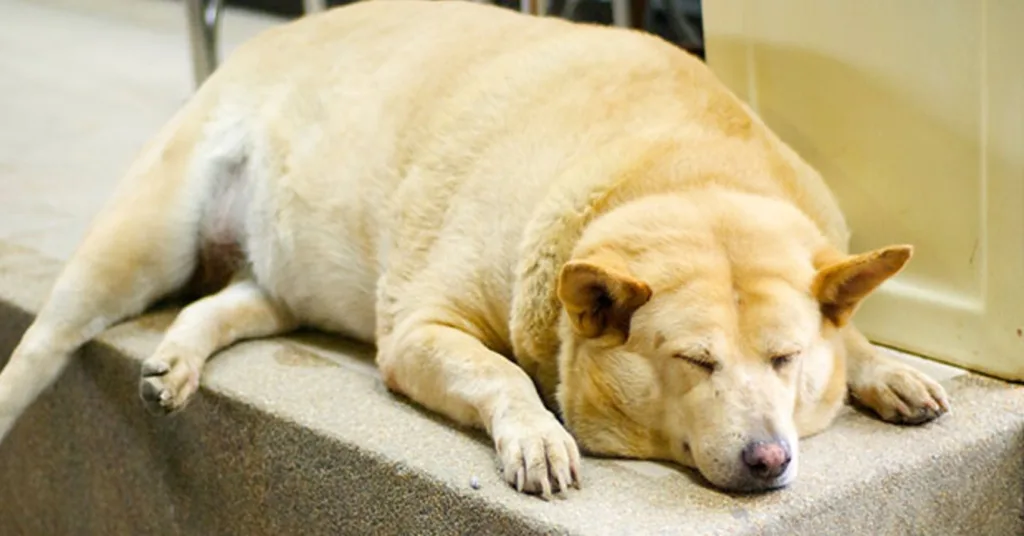 dog obesity dog food