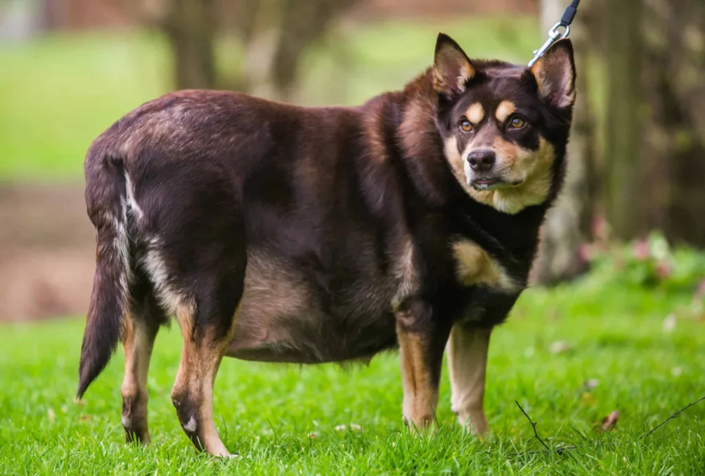 dog obesity risk