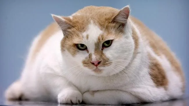 understanding cat obesity