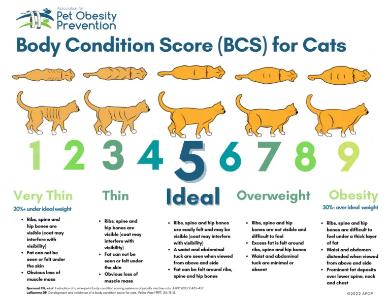 cat obesity chart