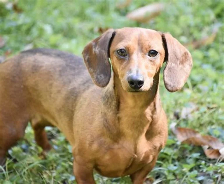 Dachshund