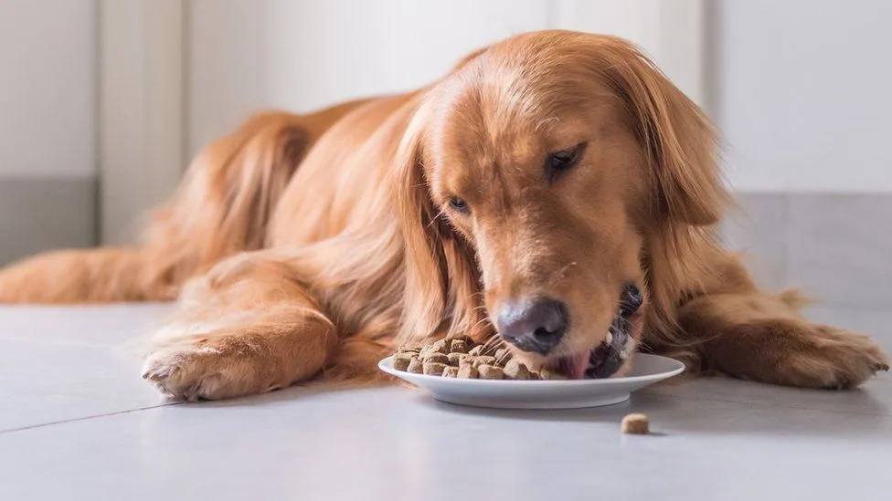 canine-weight-loss-dog-foods