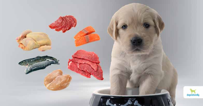 high-protein-dog-food