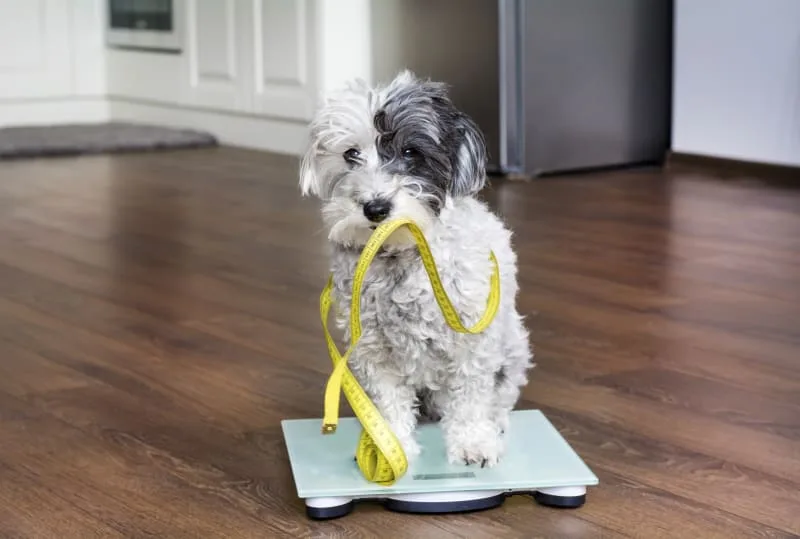 weight-control-dog-food