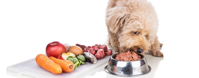 canine-raw dog food