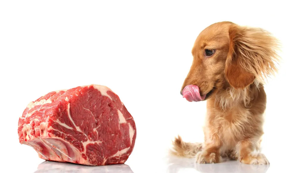 raw-dog-food