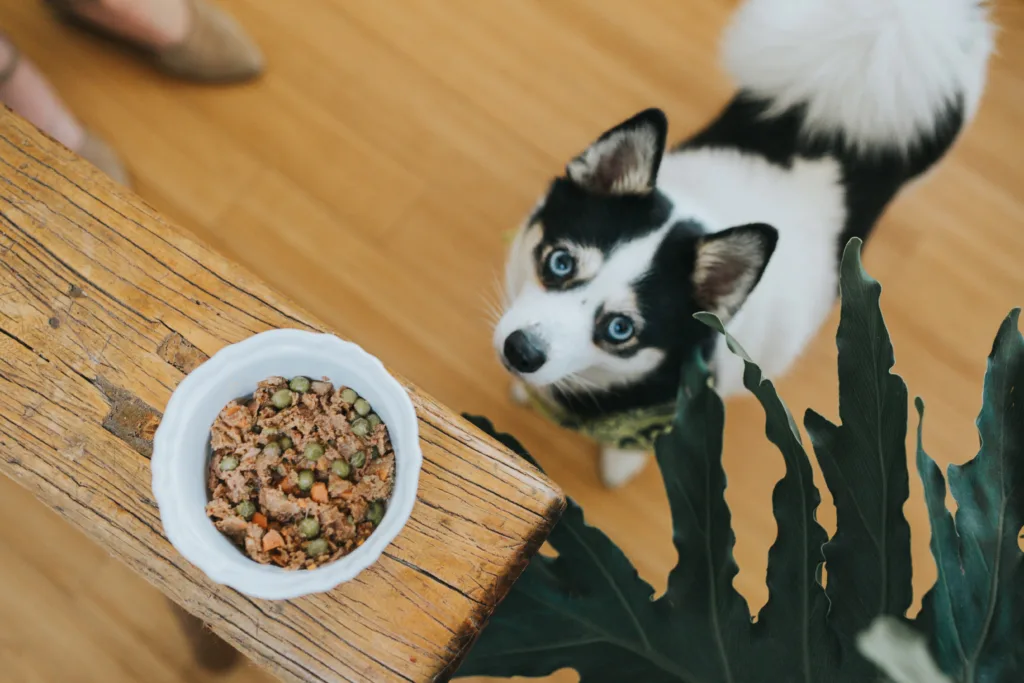 dog nutrition