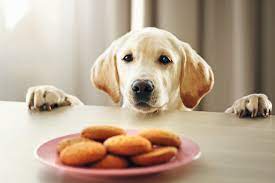 weight-loss-dog-food
