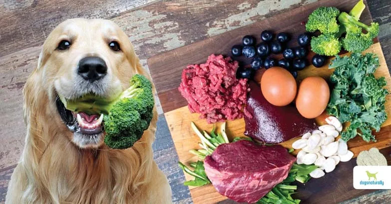 raw-feeding-raw dog food