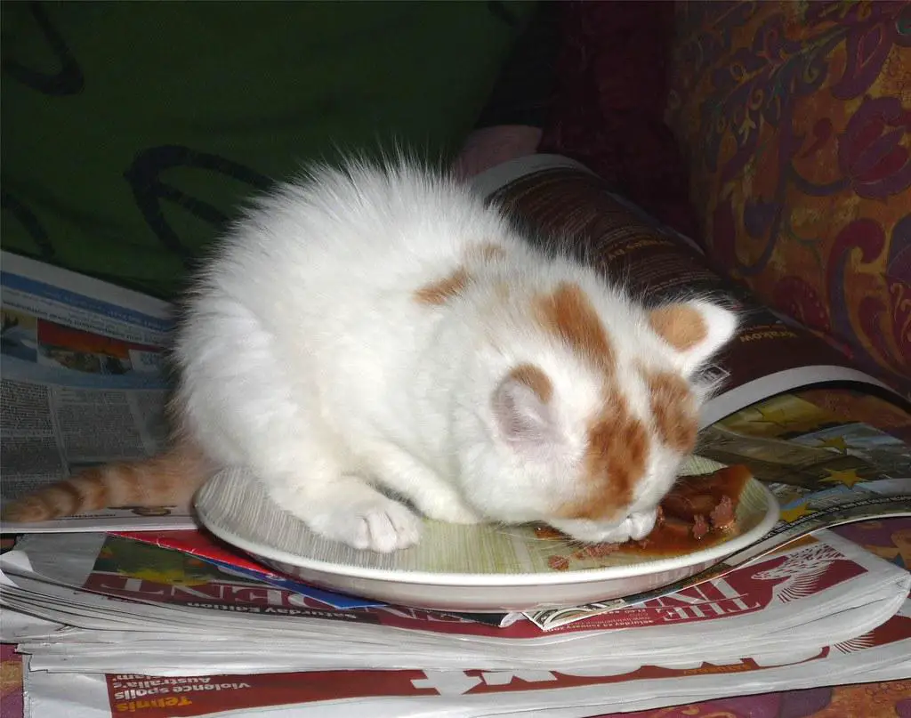 a young kitten being introduced to solid kitten food