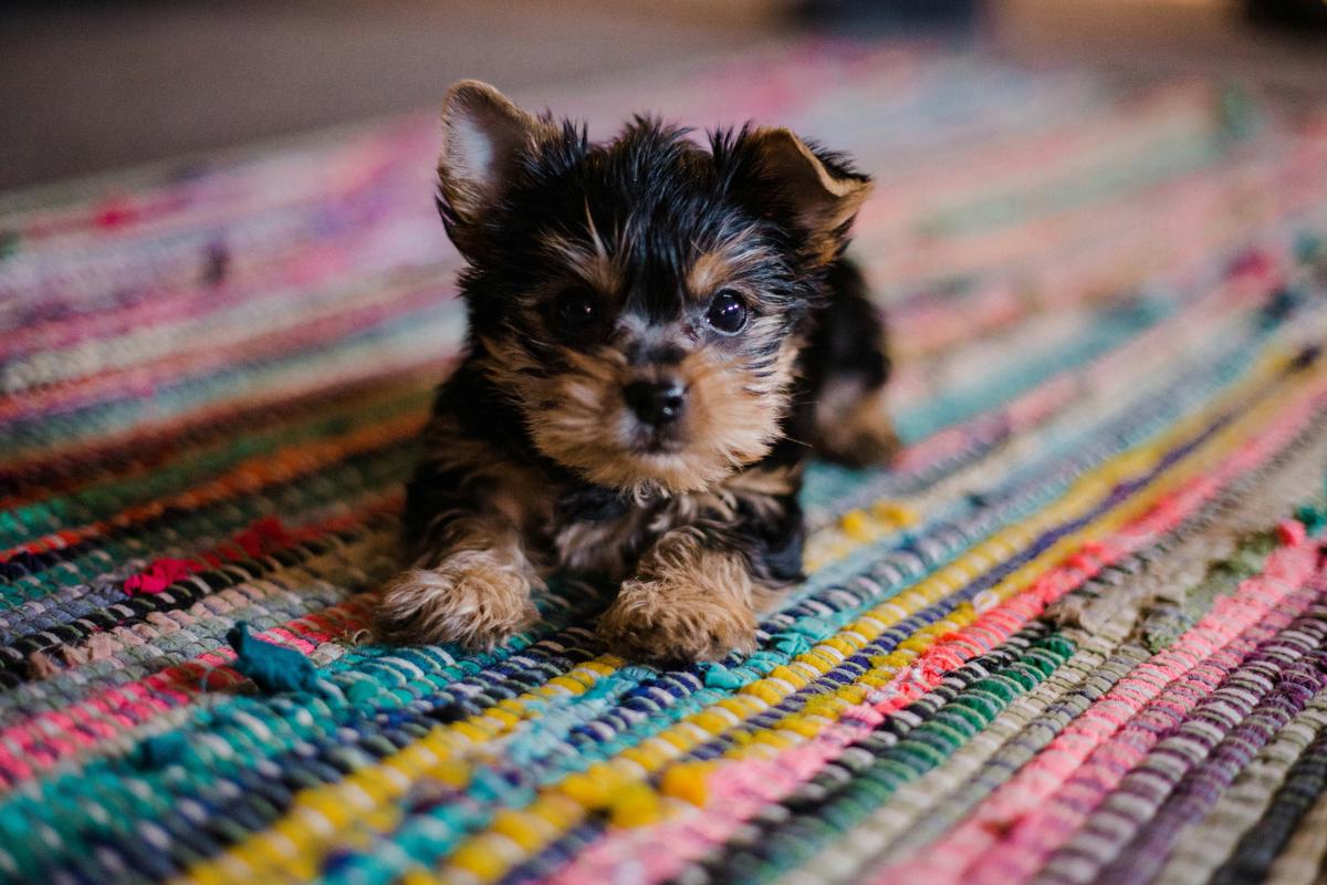 A series of images showcasing a puppy's growth stages, from newborn to adult, highlighting their changing nutritional needs at each stage.